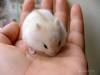 Hamster WinterWhite trắng sọc - anh 1